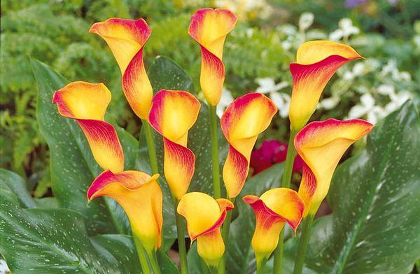 vườn calla