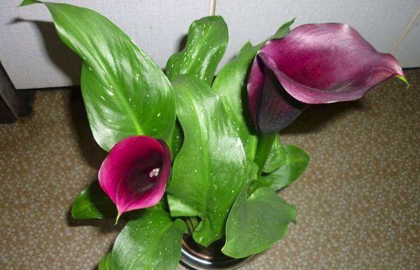 Calla Remani