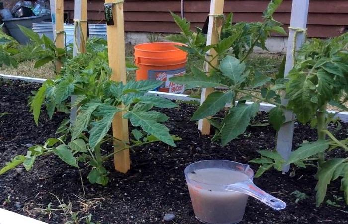 tomatoes tied up 