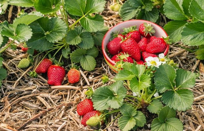 strawberries 