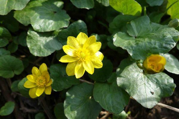 flor de calêndula