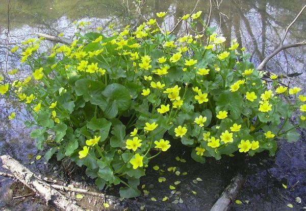 arbusto de flores