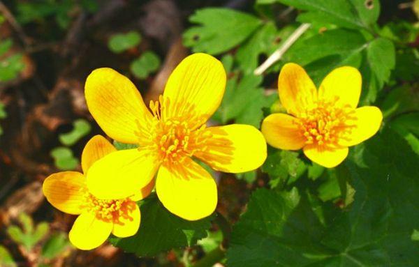 žluté květy