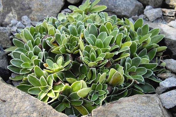 Saxifraga cotyledon