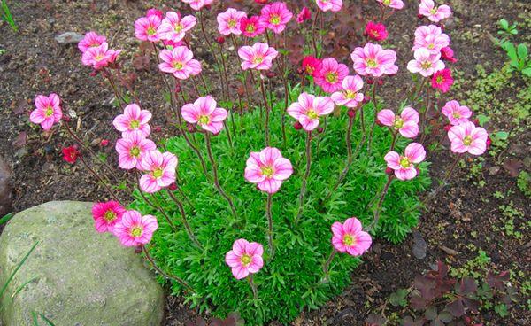 Saxifraga planting