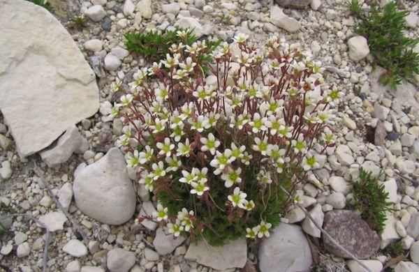 Saxifraga paniculata.