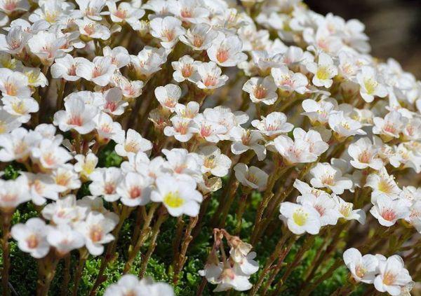 Saxifraga ليس متقلبًا