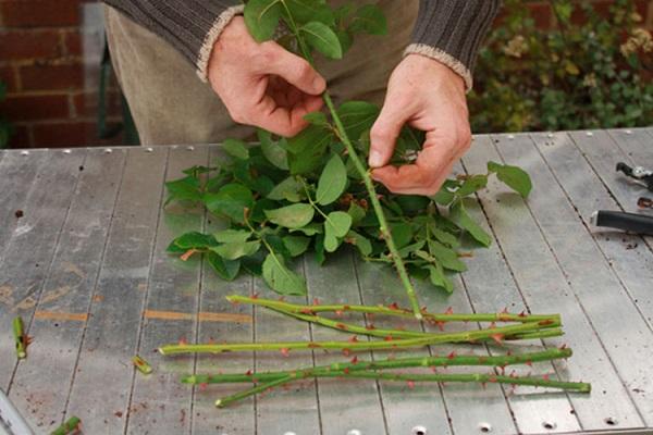 cutting selection 