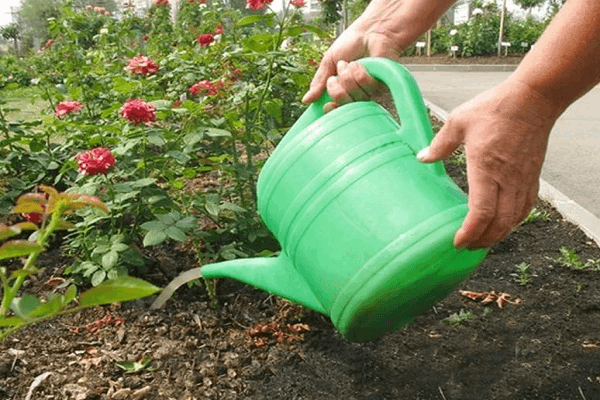 feeding in summer 