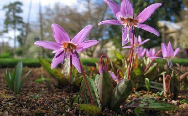 Kandyk nebo erythronium