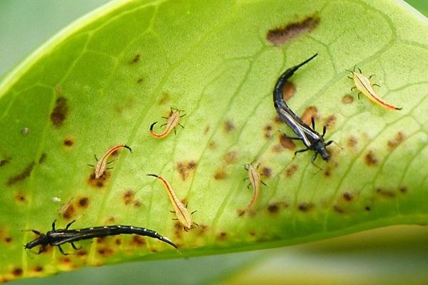 thrips pests 