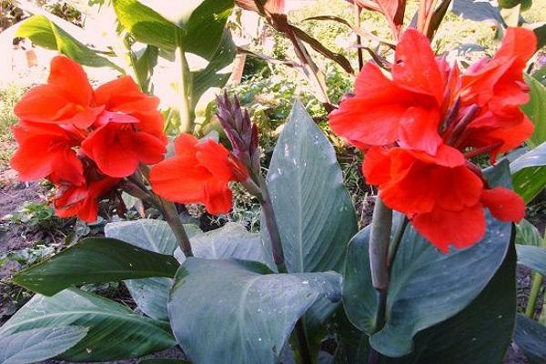 garden canna