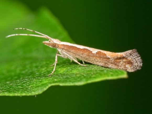 papillon de nuit sur le chou