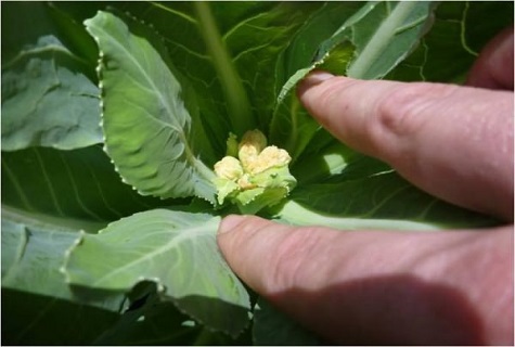 flor de repollo