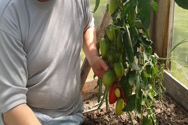 homme à la tomate 