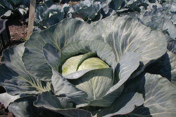 Kohl im Garten