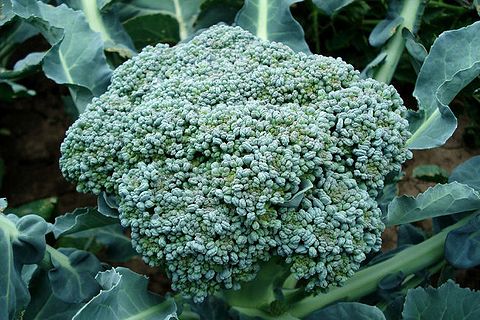 repolyo ng broccoli