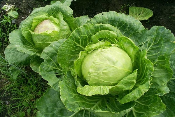 cruciferous flea beetles