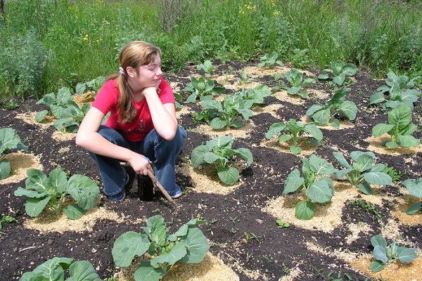 feed the vegetable