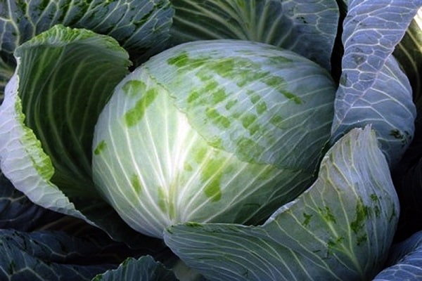 cabbage for storage