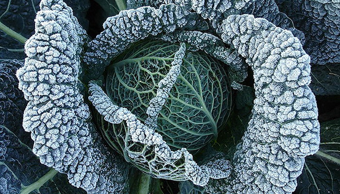 adult cabbage