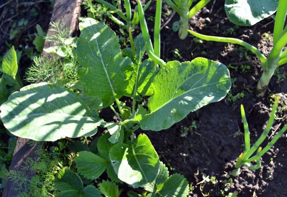 Kohl im Garten