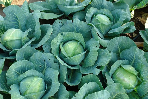 cabbage harvest