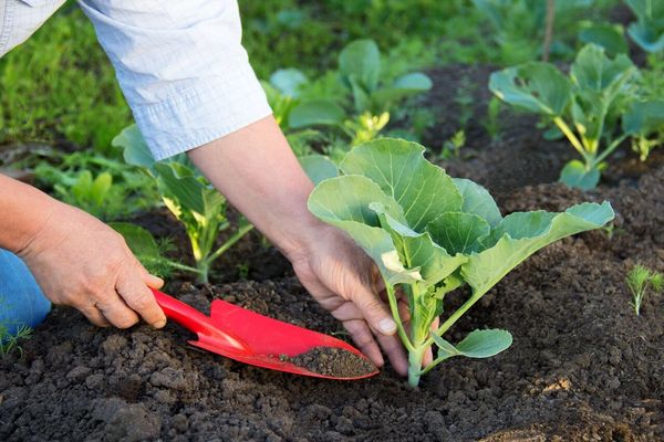 Dünger für Kohl