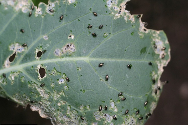 types of flea beetles