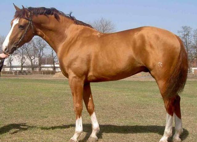 Karabach jezdecký kůň