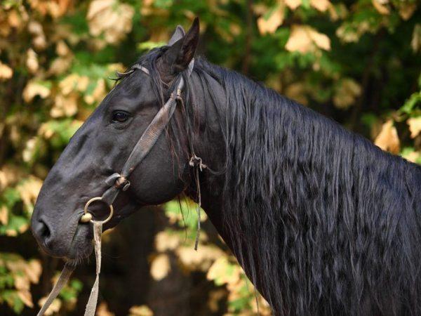 Karachay-paardenras