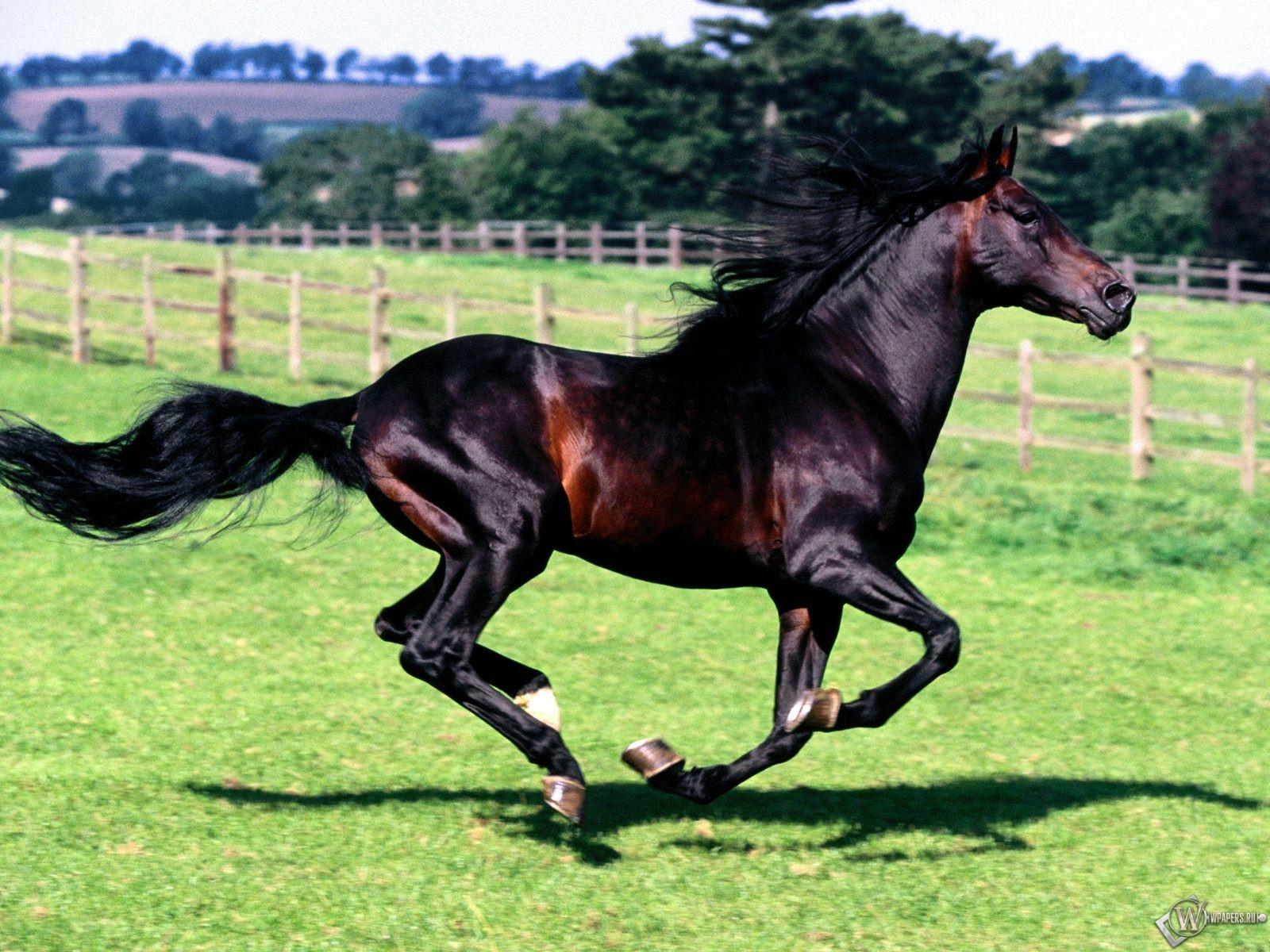 Kůň karak