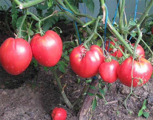 Kardinální rajčata ve skleníku