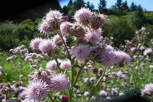 blühende Distel 