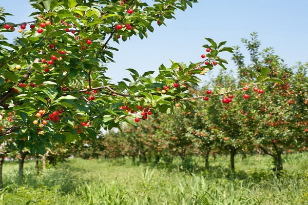 jardín de verano 