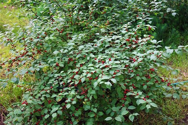 características de las cerezas