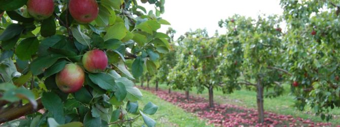 Semi-dwarf apple tree