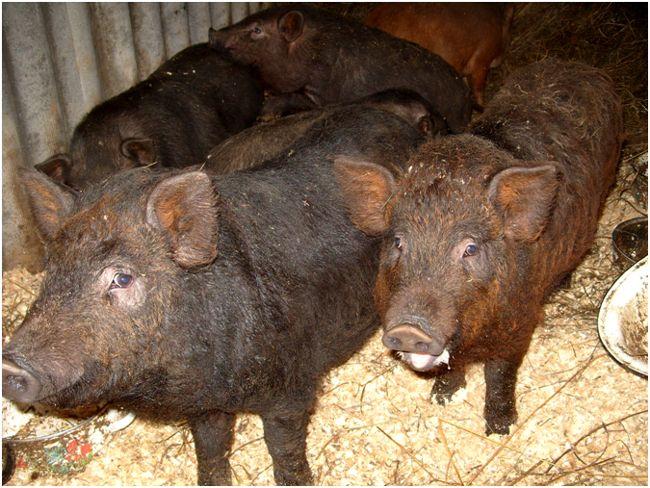 Karmaly pig breed