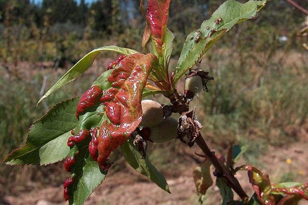 Malaltia de la butxaca