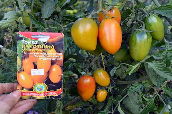 Beschreibung der Tomatensorte Karotinka, ihres Anbaus und ihrer Pflege