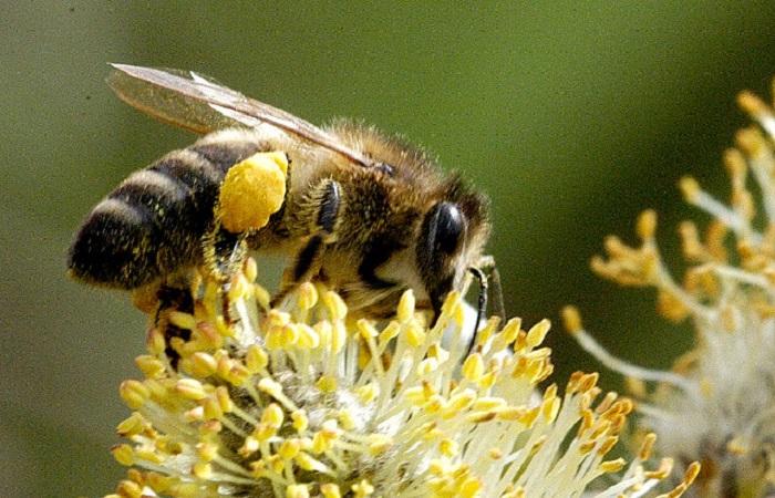 abeja sentada 