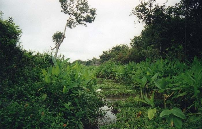 Selva americana 