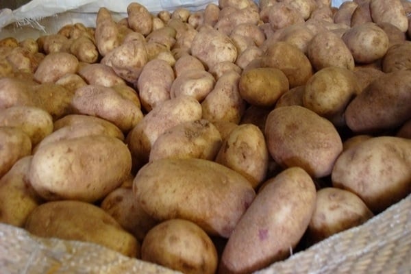 bramborové želé