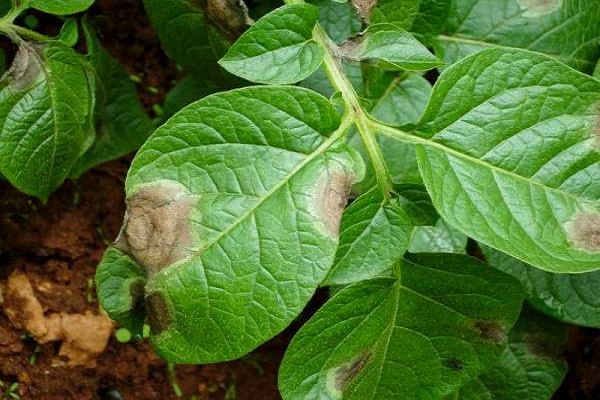 the appearance of late blight