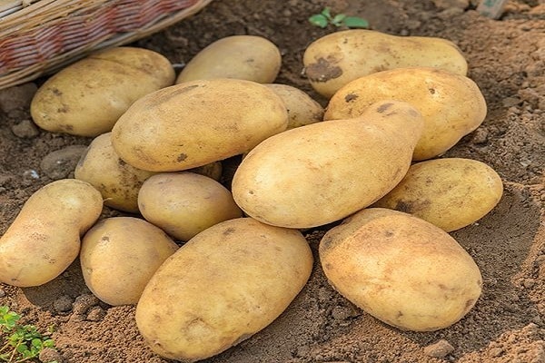 varietal potatoes