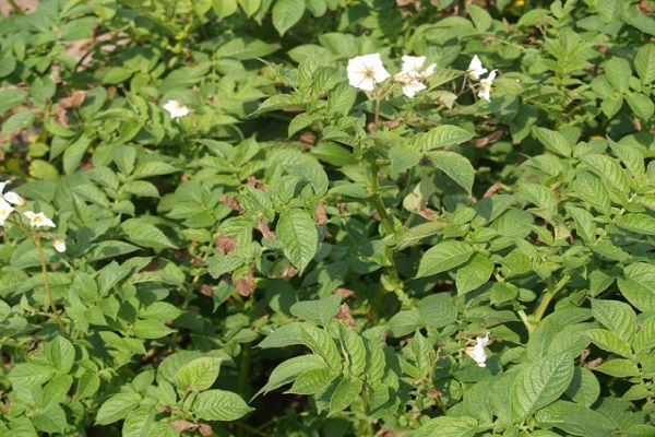 large tubers