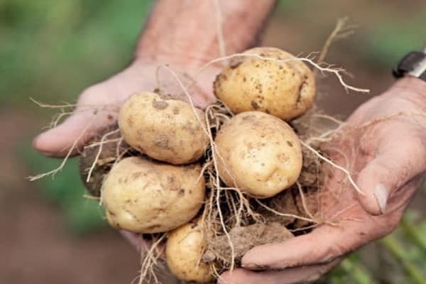 descripción de patatas