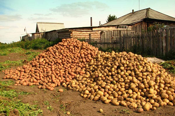 tubercles preparats