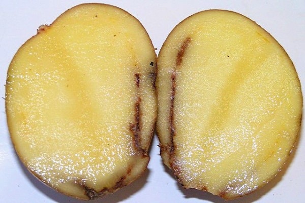 Mandelinka bramborová