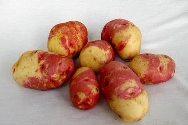brambory Ivan da Marya